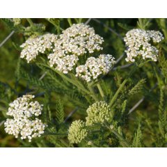 Yarrow White Loose Leaf Tea 20g