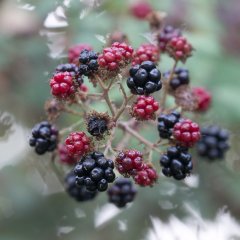 Bramble Loose Leaf Tea 15g