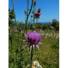 Blessed Thistle Loose Leaf Tea 40g