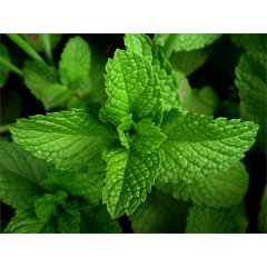 Spearmint Loose Leaf Tea 20g