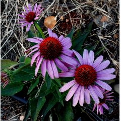 Echinacea Root Loose Leaf Tea 50g