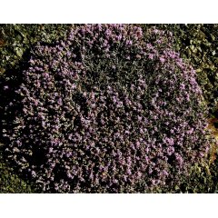 Wild Thyme Loose Leaf Tea 25g