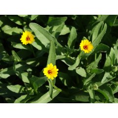 Calendula Loose Leaf Tea 30g