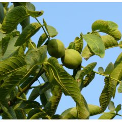 Black Walnut Leaves Loose Leaf Tea 20g