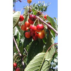 Stalks Cherries Loose Leaf Tea 40g