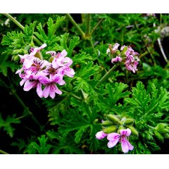 Geranium Loose Leaf Tea 20g