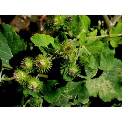 Burdock Root Loose Leaf Tea 50g