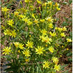 Stink Aster Loose Leaf Tea 20g