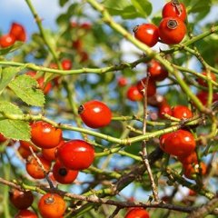 Rose Hips Loose Leaf Tea 50g