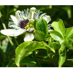 Passiflora Leaves Loose Leaf Tea 20g