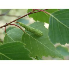 Birch Leaves Loose Leaf Tea 20g