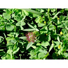 Red Clover Blossoms Loose Leaf Tea 20g