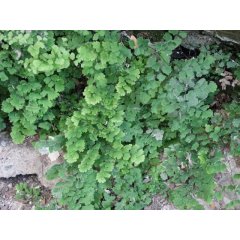 Maidenhair Fern. Loose Leaf Tea 10g