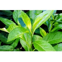 Gynura Procumbens Loose Leaf Tea 20g