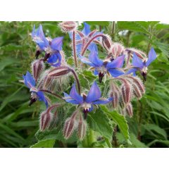 Borage Loose Leaf Tea 20g