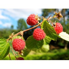 Red Raspberry Loose Leaf Tea Leaves 20g