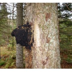 Chaga Mushroom (100 ml)